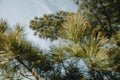 Detail of the fresh green branch of the pine with blured branch in the foreground in the spring golden afternoon sun