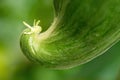 Detail of fresh green ripe natural cucumber growing on a branch in homemade greenhouse. Extreme close-up. Royalty Free Stock Photo