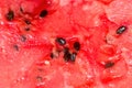 Fresh juicy watermelon against natural green background Royalty Free Stock Photo
