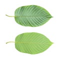 Fresh kratom leaves or Mitragyna speciosa on white background