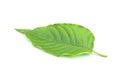 Fresh kratom leaves or Mitragyna speciosa on white background