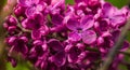 Detail Of Fresh Purple Lilac Blossoming Flowers