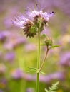 Detail of fresh Purple Tansy in field in background. Green blue purple flower