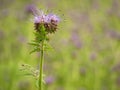 Detail of fresh Purple Tansy in field in background. Green blue purple flower