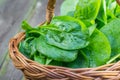 Detail on a Fresh Spinach leaves in a wicker basket Royalty Free Stock Photo