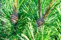 Detail of fresh spruce fir tree branches with young green needles and cones