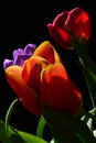 Detail of fresh wet tulip bouquet with red, patchy orange with yellow and violet tulip flowers, black background