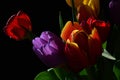 Detail of fresh wet tulip bouquet with red, patchy orange with yellow and violet tulip flowers, black background