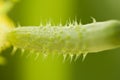 Detail of fresh young unripe natural baby cucumber growing on a branch in homemade greenhouse. Extreme close-up.