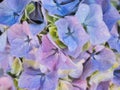 Oil Painting Background, Hydrangea Flowers, Subtle Blue, Purple and Yellow Petals Royalty Free Stock Photo