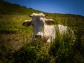 Detail of friendly cow chilling somewhere in meadows in Hohe Tauern. Royalty Free Stock Photo