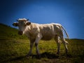 Detail of friendly cow chilling somewhere in meadows in Hohe Tauern. Royalty Free Stock Photo