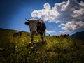 Detail of friendly cow chilling somewhere in meadows in Hohe Tauern. Royalty Free Stock Photo