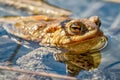 Detail of frog - Bufo Bufo Royalty Free Stock Photo