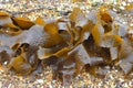 Kelp frond on sand