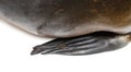 Detail of a Front fin of a South American sea lion, Otaria byronia, isolated on white