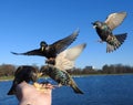 Hand feeding group of starlings.
