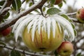 Detail of frost on an apple in tree