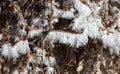 Detail of frost on a branch of grapevine 14