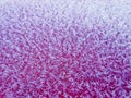 Detail of frost on a car bonet Royalty Free Stock Photo