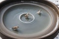 Detail of a frost-covered bird bath