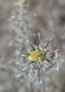 Detail of frosted common gorse plant Royalty Free Stock Photo