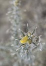 Detail of frosted common gorse plant