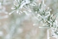 Detail of frosted common gorse plant