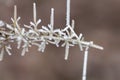 Detail of frosted common gorse plant