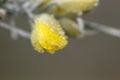 Detail of frosted gorse yellow flower