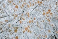 Detail of frosted yellow leaves on branch of birch with white crystals of hoarfrost during the frosty morning during the autumn