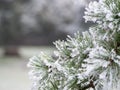 Detail of frozen branch of conifer tree in winter background Royalty Free Stock Photo