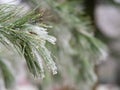 Detail of frozen branch of conifer tree in winter background Royalty Free Stock Photo