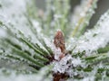 Detail of frozen branch of conifer tree in winter background Royalty Free Stock Photo