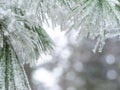 Detail of frozen branch of conifer tree in winter background Royalty Free Stock Photo