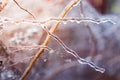 Detail on a frozen bush branch during winter with thick layer of ice