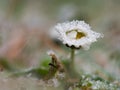 Detail of frozen daisy flower in winter background Royalty Free Stock Photo