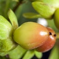 Detail fruit hypericum st john Royalty Free Stock Photo