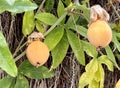 Detail of a fruit of Passiflora incarnata,