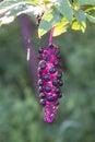 Detail of the fruit of the wild plant Phytolacca americana.