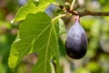 Fruits of the fig tree, ficus carica Royalty Free Stock Photo