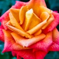 Detail of Full Bloom Orange Yellow Rose Flower Royalty Free Stock Photo