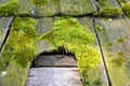 Detail of fungal damage on wooden roof