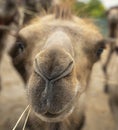 Funny close-up camel portrait