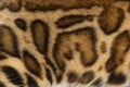 Detail of the fur, brown Bengal cat