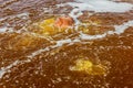 Detail of Gaet'ale Pond in Danakil depression, Ethiopia. Hypersaline lake with bubbling ga Royalty Free Stock Photo