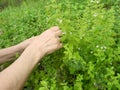 Detail of garden herbs, lemon balm or botanical name Melissa medicinal. Harvesting herbs