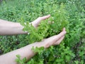 Detail of garden herbs, lemon balm or botanical name Melissa medicinal. Harvesting herbs