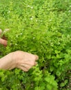 Detail of garden herbs, lemon balm or botanical name Melissa medicinal. Harvesting herbs Royalty Free Stock Photo