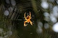 Detail of Garden Spider with a cross